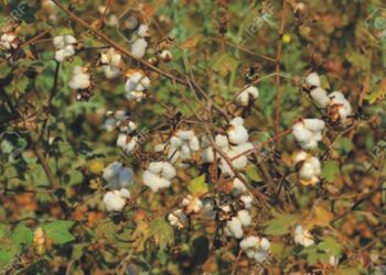 لیہ، زراعت کاشتکاروں کو گندم کے بعد تلی اور کپاس میں جھٹکے جاری