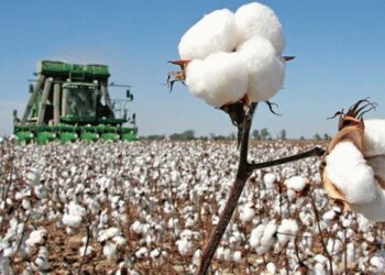 کپاس کے پیداواری اعداد و شمار جاری،گزشتہ سال کی نسبت 19.4 فیصد کم پیداوار