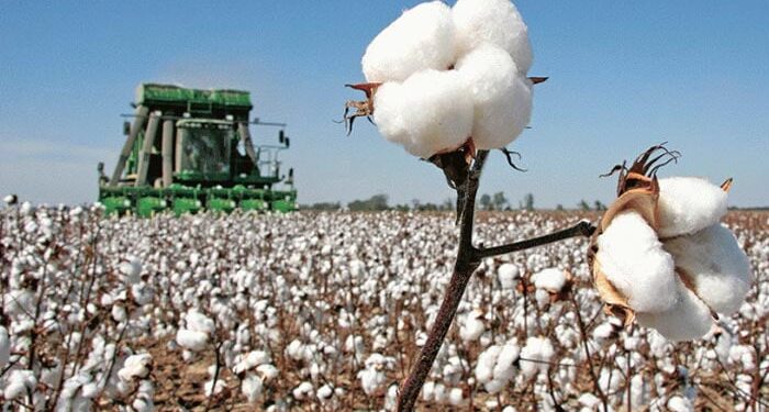 کپاس کے پیداواری اعداد و شمار جاری،گزشتہ سال کی نسبت 19.4 فیصد کم پیداوار