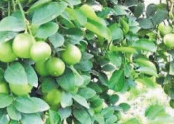 کاغذی لیموں اور میٹھے کی برداشت کے بعد ایک کلو یوریا، ایک کلو ڈی اے پی، ایک کلو پوٹاش فی پود ا ڈالنی چاہیے، ریسرچ انفارمیشن یونٹ ایوب زرعی تحقیقاتی ادارہ فیصل آباد