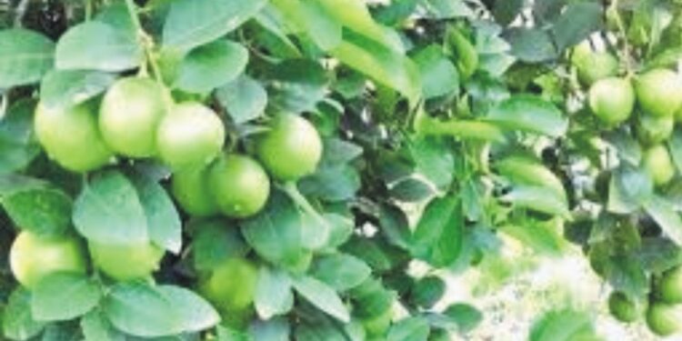 کاغذی لیموں اور میٹھے کی برداشت کے بعد ایک کلو یوریا، ایک کلو ڈی اے پی، ایک کلو پوٹاش فی پود ا ڈالنی چاہیے، ریسرچ انفارمیشن یونٹ ایوب زرعی تحقیقاتی ادارہ فیصل آباد