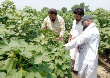 کپاس کی کاشت کی بہتری کیلئے کھیت سے پانی کی نکاسی کو بہتر کری