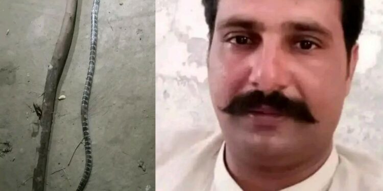 سانپ کے ڈسنے سے اڈہ حافظ آباد کا رہائشی شہباز سعید قریشی دم توڑ گیا