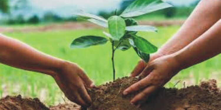 بڑے پیمانے پر شجرکاری، وقت کی ضرورت: ڈی سی