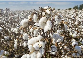 سفید سونا جو مٹی ہوتا جارہا ہے