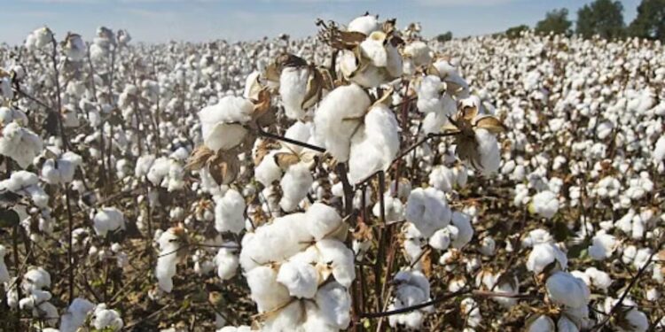 سفید سونا جو مٹی ہوتا جارہا ہے