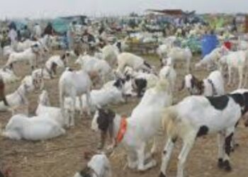 تھانہ سٹی کی حدود میں بکریاں چوری کی واردات نامعلوم افراد کے خلاف مقدمات درج