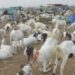 تھانہ سٹی کی حدود میں بکریاں چوری کی واردات نامعلوم افراد کے خلاف مقدمات درج
